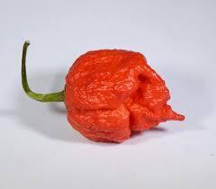 Moruga Scorpion_Brazil